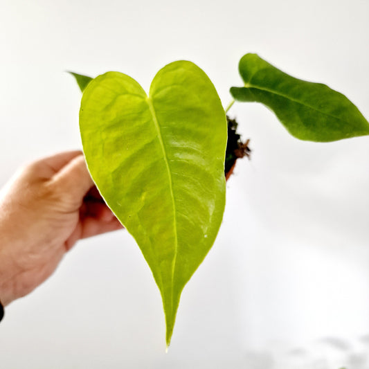 Anthurium Veitchii Houseplant 10.5cm pot (2)