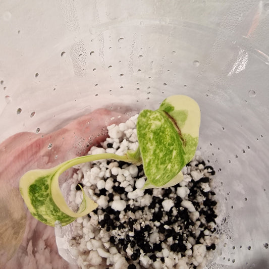 PRE-ORDER – Monstera Legacy – Young Exact TC Plant (#5)