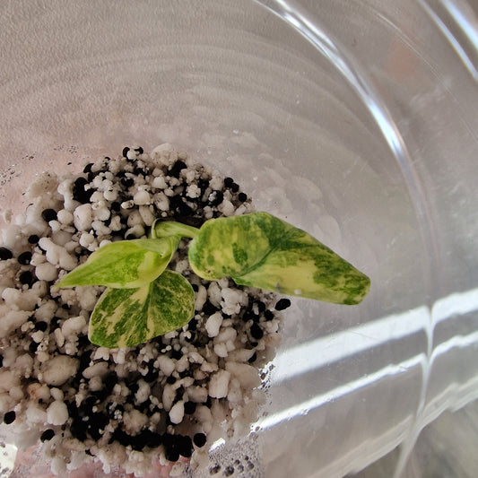 Monstera Green Snow (Thai Constellation Family) – Young TC Plant (#5)