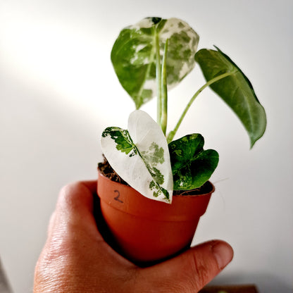 Alocasia Variegated Frydek Houseplant 7cm pot (2)