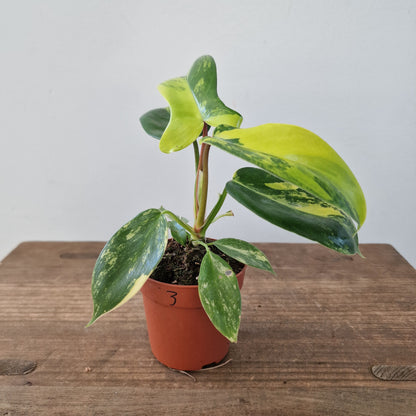 Philodendron Florida Beauty – 7cm Pot (#3)