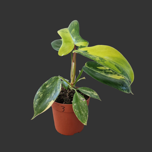 Philodendron Florida Beauty – 7cm Pot (#3)