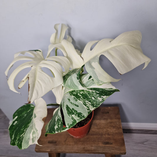 Monstera Albo ‘Super White’ – 15cm Pot (#3)