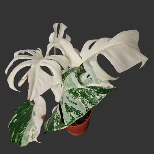 Monstera Albo ‘Super White’ – 15cm Pot (#3)