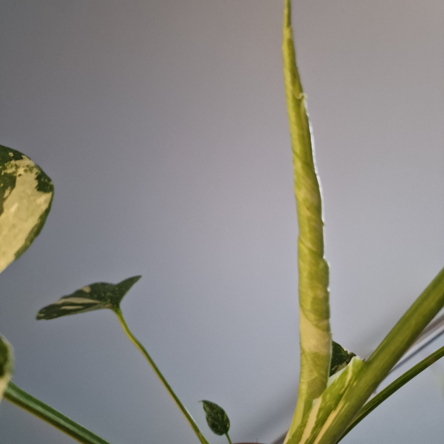 Monstera Thai Constellation Houseplant 12cm pot (2)