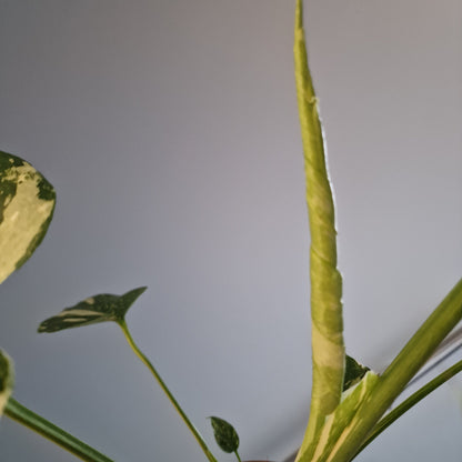 Monstera Thai Constellation Houseplant 12cm pot (2)