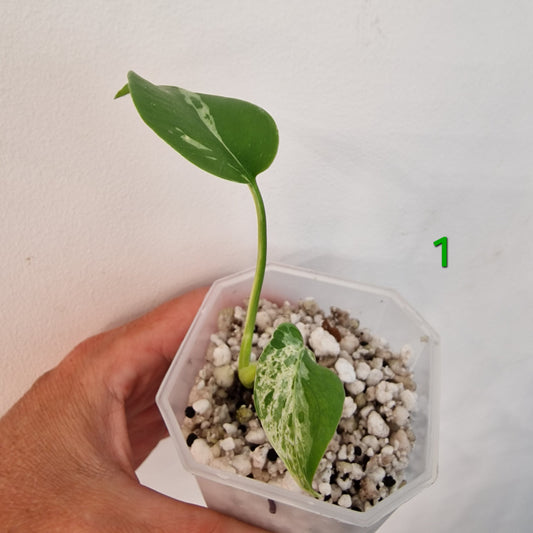 Monstera Bulbasaur 7cm pot – Choose Your Own