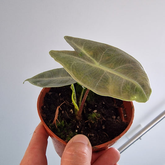Alocasia Longiloba Silver Rare Houseplant 10.5cm pot