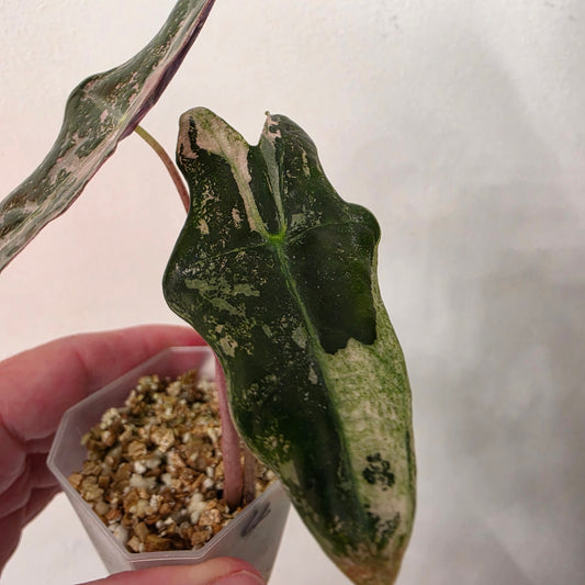Alocasia Pink Nobilis Variegated – Fully Acclimatised | Exact Plant #4