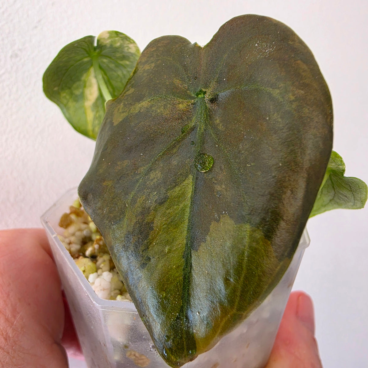 Alocasia Cuprea ‘Latte Gold’ – Acclimatised Tissue Culture | Exact Plant #4