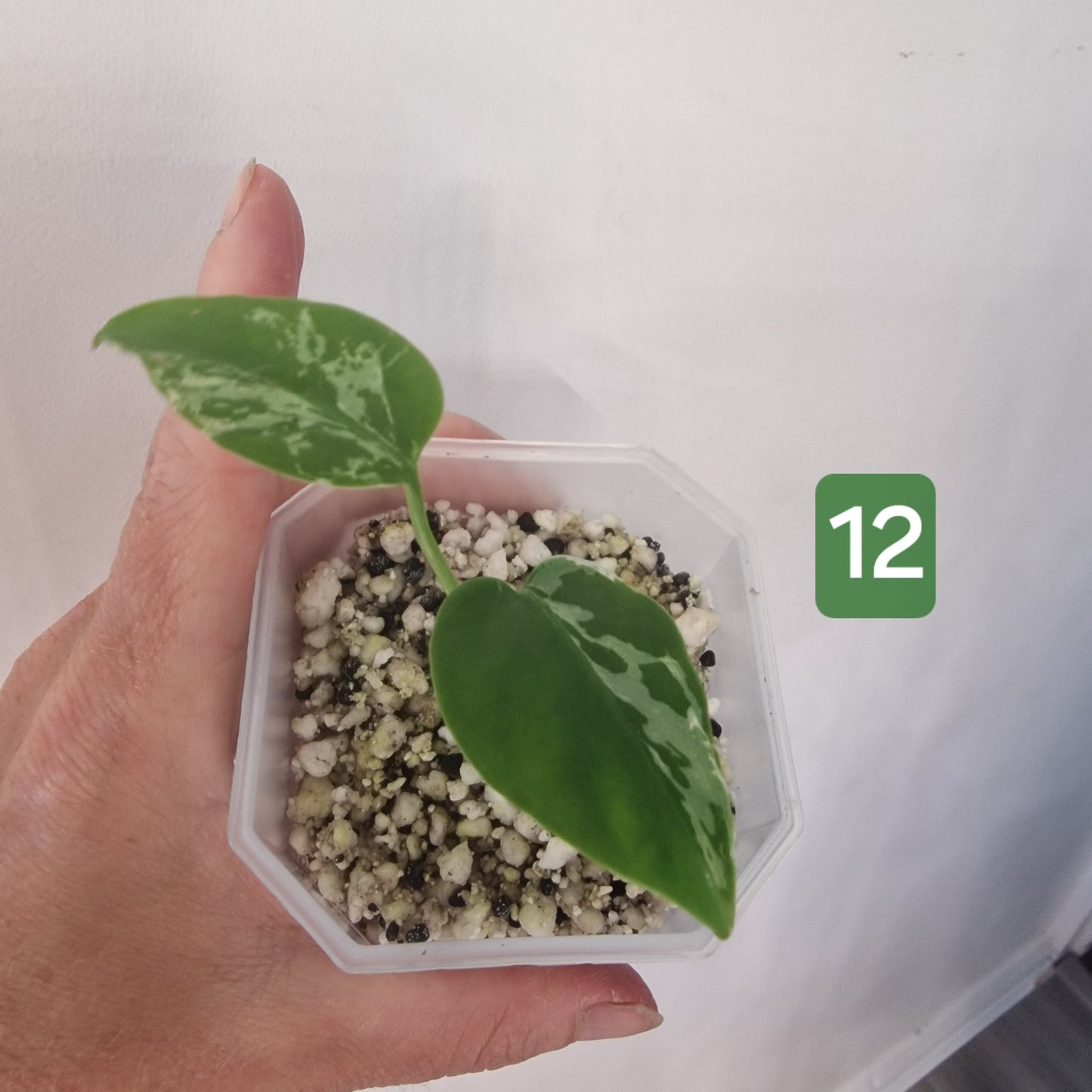 Monstera Bulbasaur – Choose Your Exact Plant see description