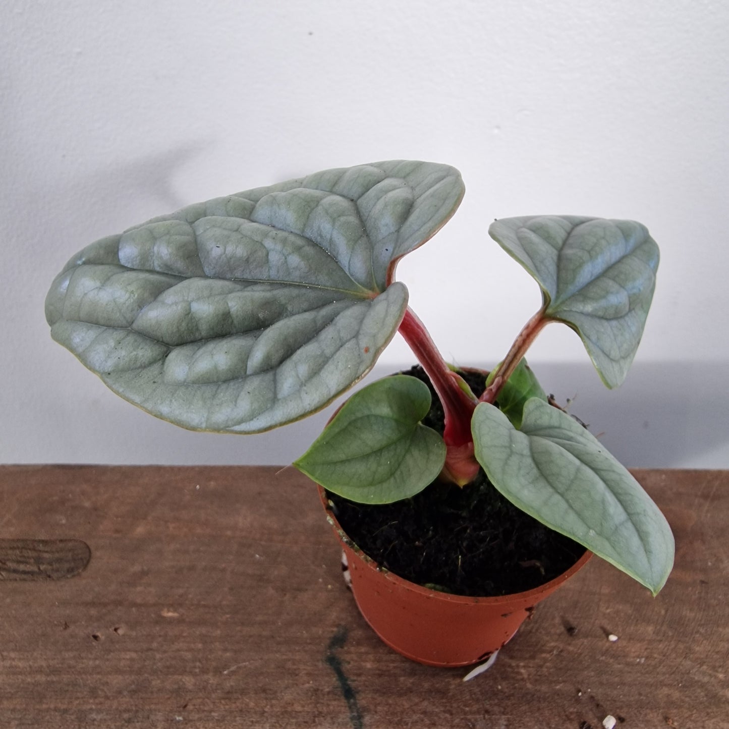 Anthurium Platinum Luxurians – 6cm Pot