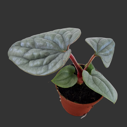 Anthurium Platinum Luxurians – 6cm Pot