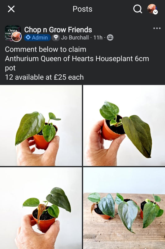 Friday Sale - Ros Anthurium Hearts