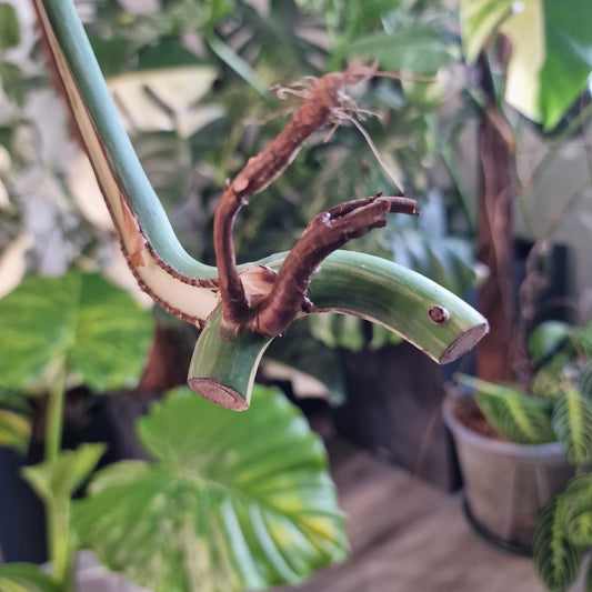 Monstera Albo Highly Variegated Middle Cutting