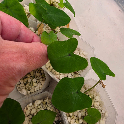 Colocasia Ghost Rider – Chosen at Random - See Description