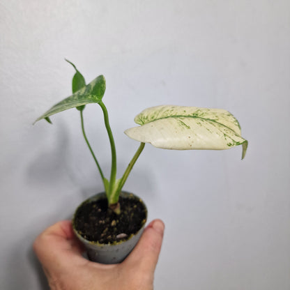 Monstera Mint – 6cm Pot (#2)