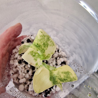 Monstera Legacy – Young Exact TC Plant (#3)