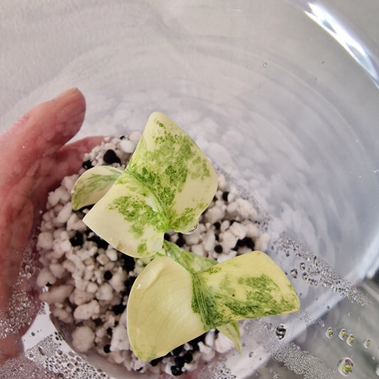 Monstera Legacy – Young Exact TC Plant (#3)