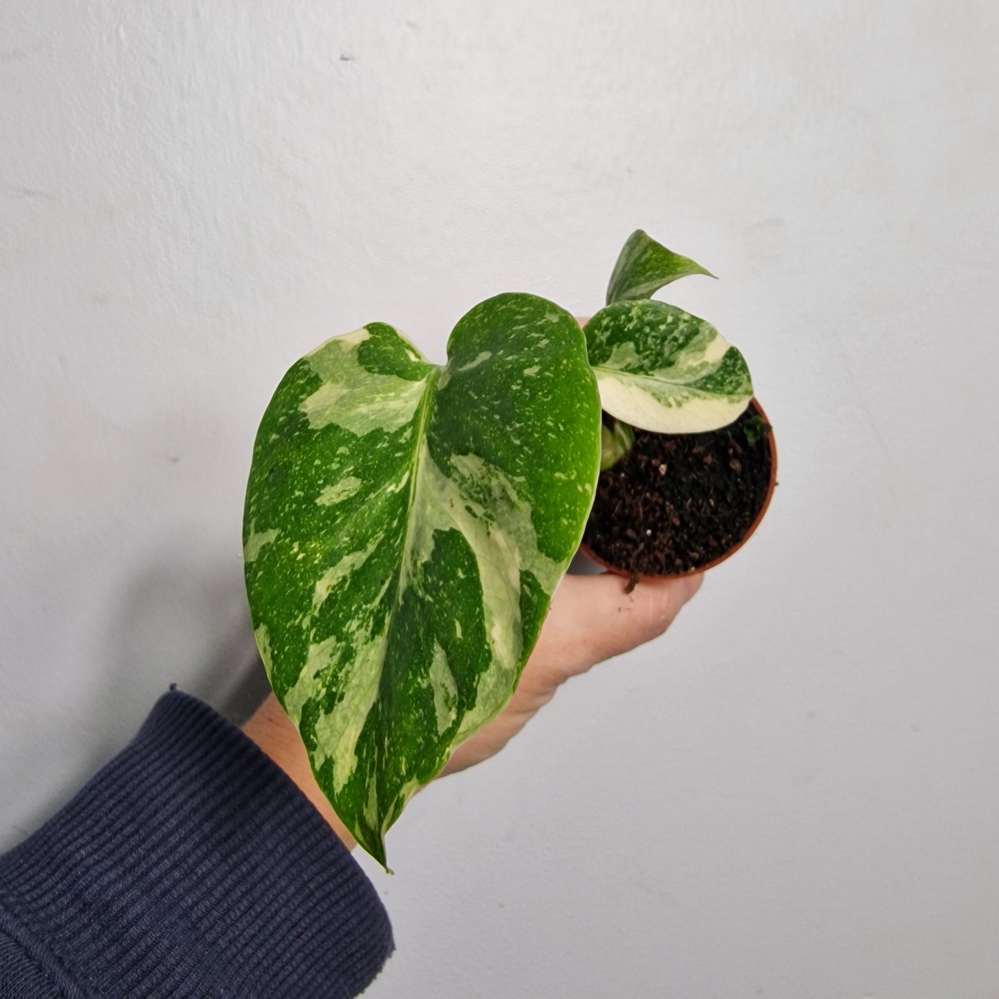 Monstera Thai Constellation – 6cm Pot (#3)