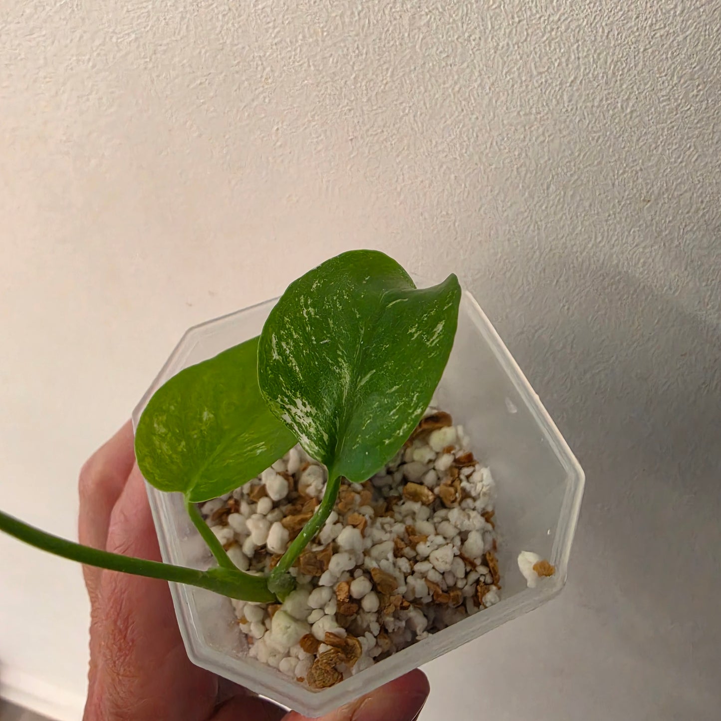 Monstera Devil – Acclimatised TC - Exact Plant (10) See Description