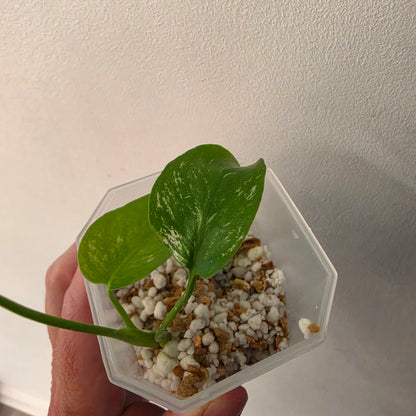 Monstera Devil – Acclimatised TC - Exact Plant (10) See Description