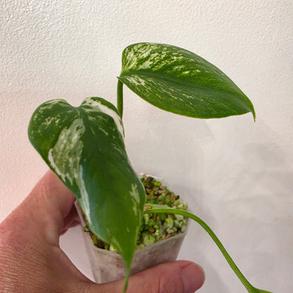 Monstera Devil – Exact Plant G2