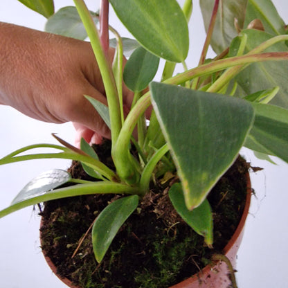 Philodendron Spiritus Sancti 2 Houseplants in each 10.5cm pot