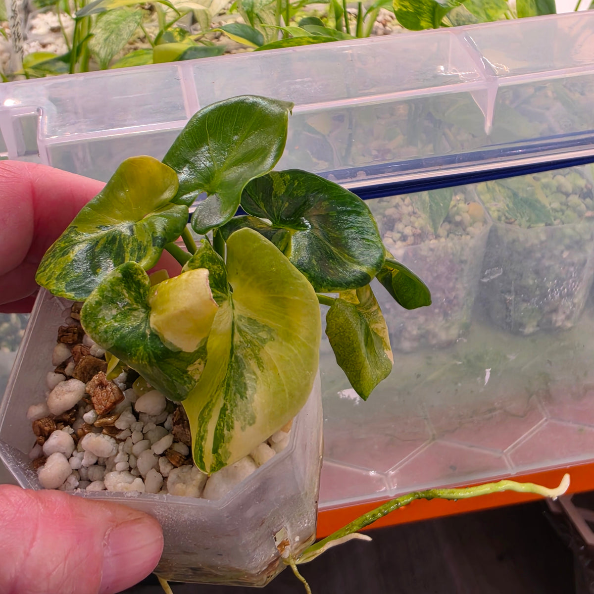 Philodendron Bipinnatifidum Super Atom Variegated