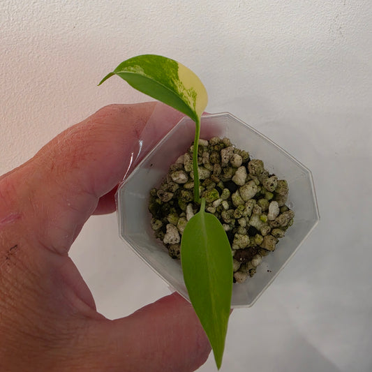 Monstera Aurea – Exact Plant No. 5 - See Description