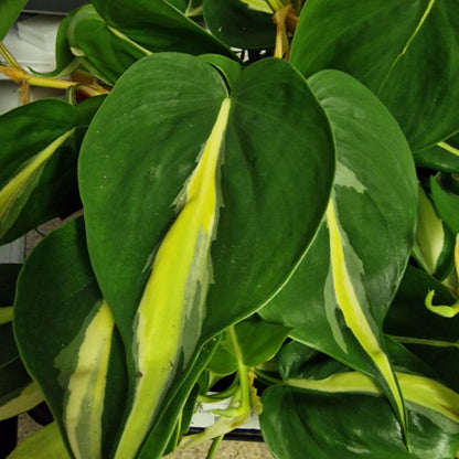 Philodendron Silver Stripe Houseplant 12cm pot