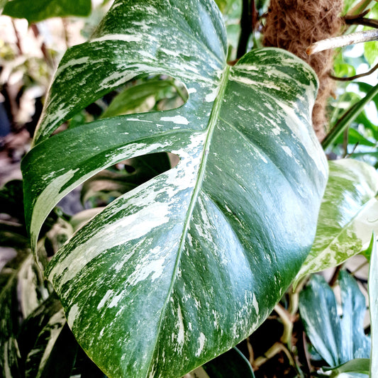 Monstera Albo Middle Leaf Cutting