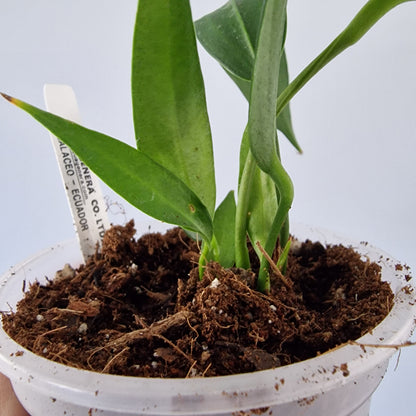 Ecuagenera Rehab Anthurium wendlingeri