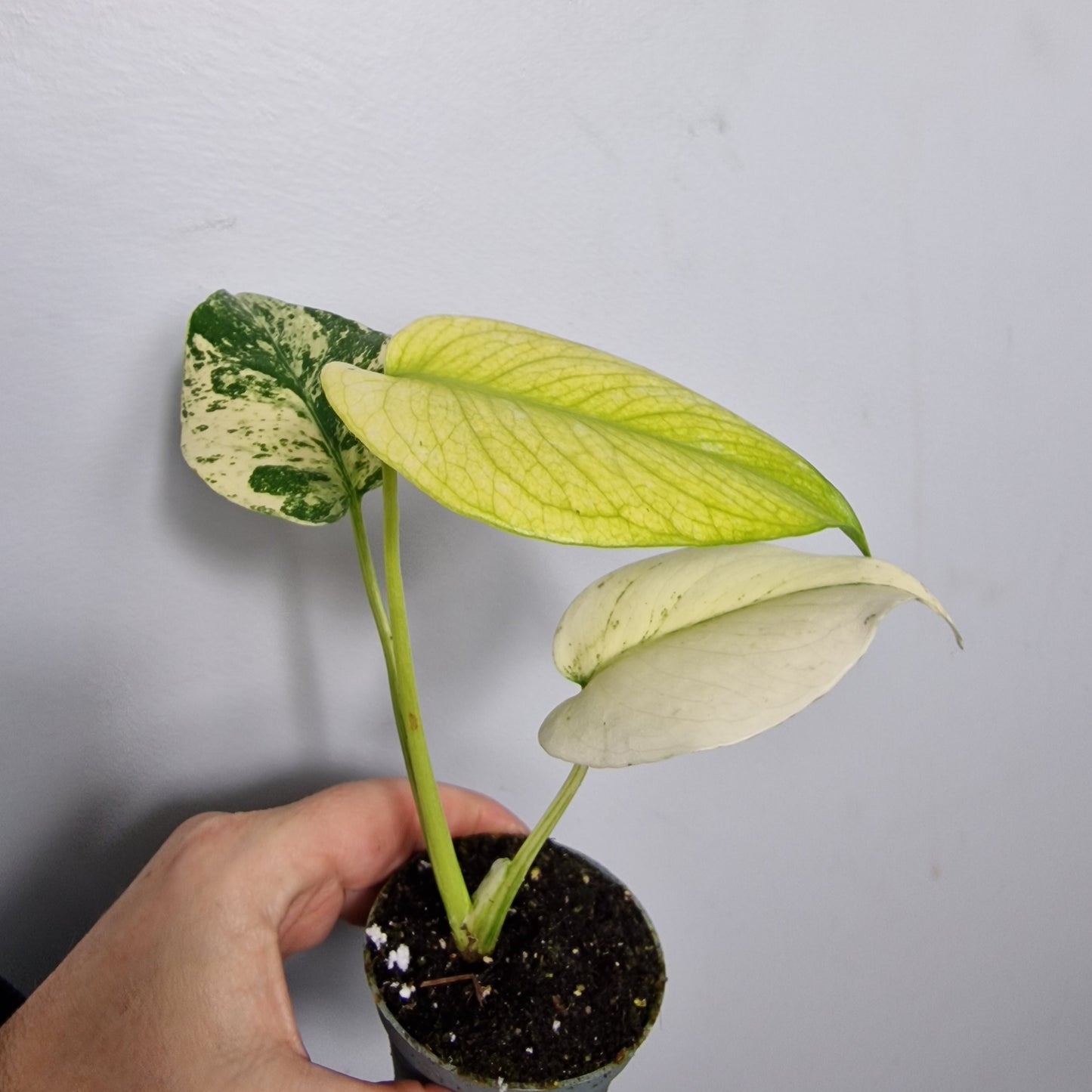 Monstera Mint – 6cm Pot (#5)