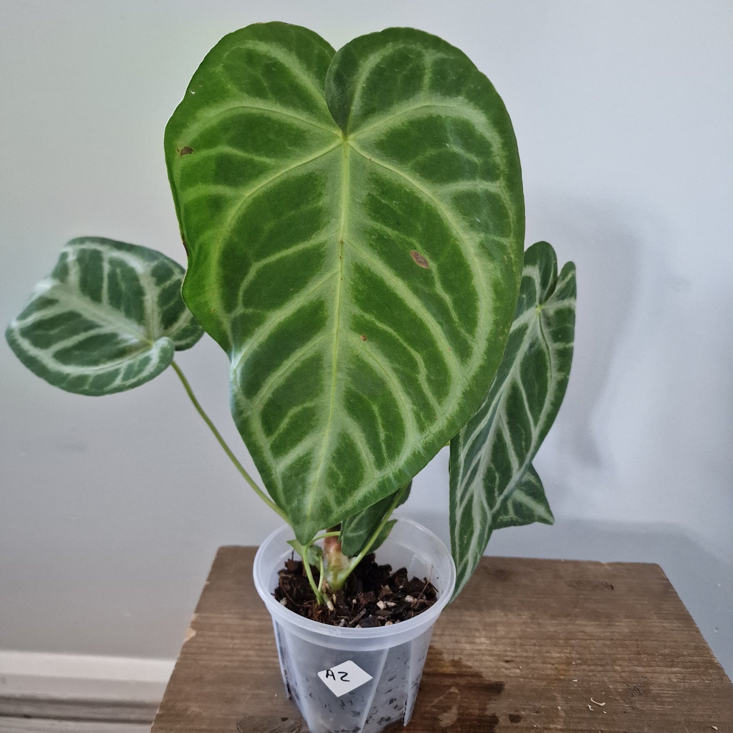 Ecuagenera Rehab Anthurium Silver Blush x Anth magnificum 'Fantasy' (A2)