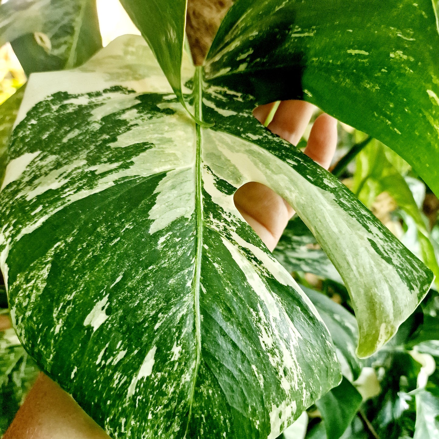 Monstera Albo Top 2 Leaf Cutting
