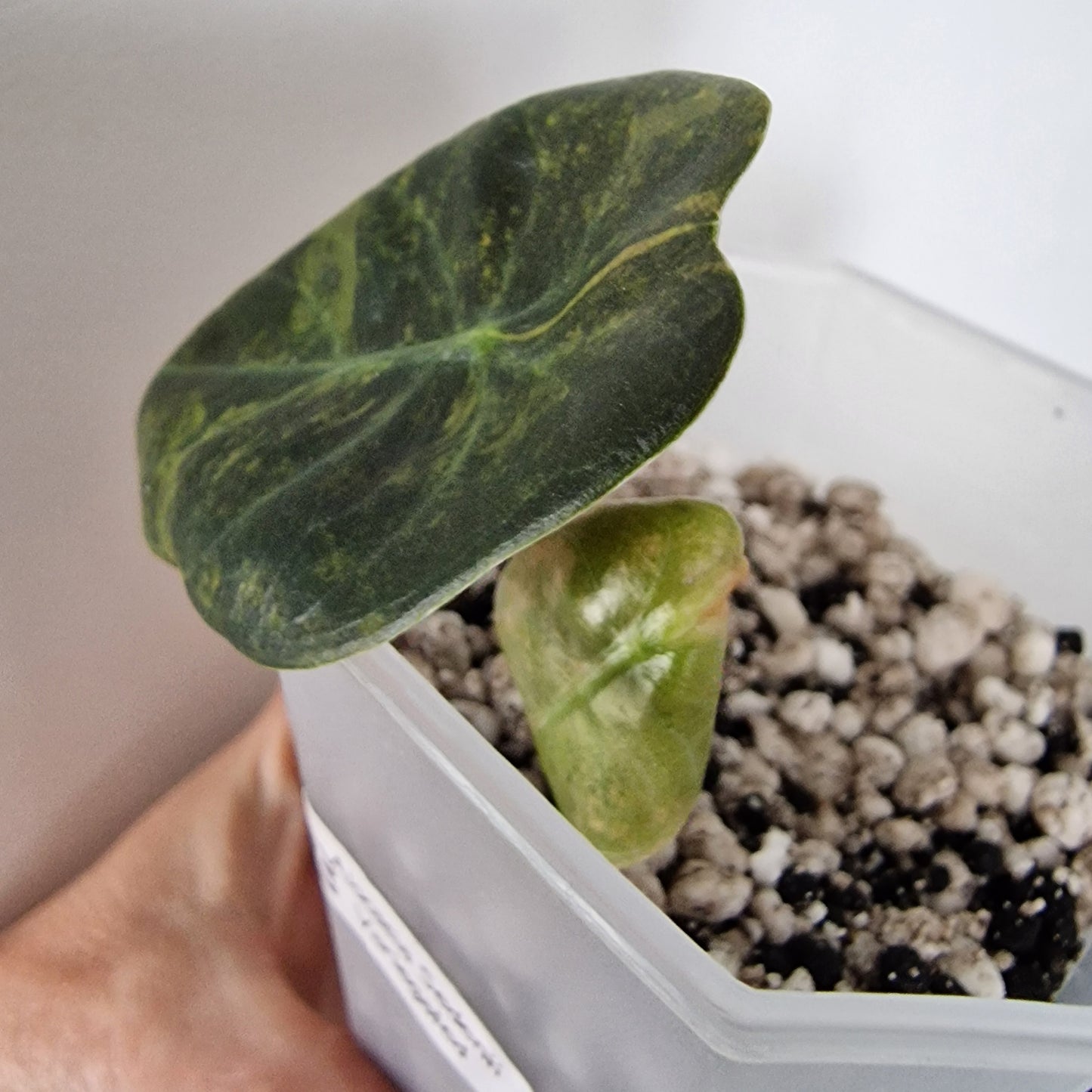 Alocasia Sedenii Variegated – Exact Plant (#3)