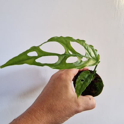 Monstera Obliqua Peru Rare Houseplant 6cm pot