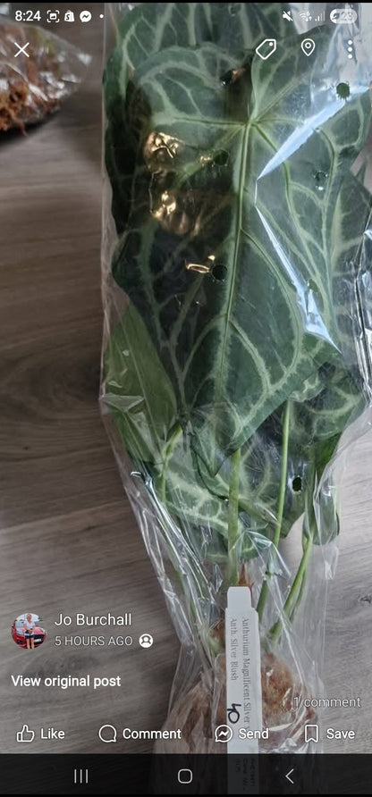 Sunday Sale - Autumn 2 x Anthurium