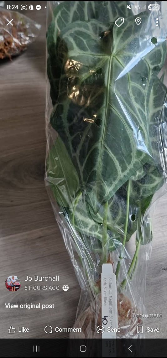 Sunday Sale - Autumn 2 x Anthurium