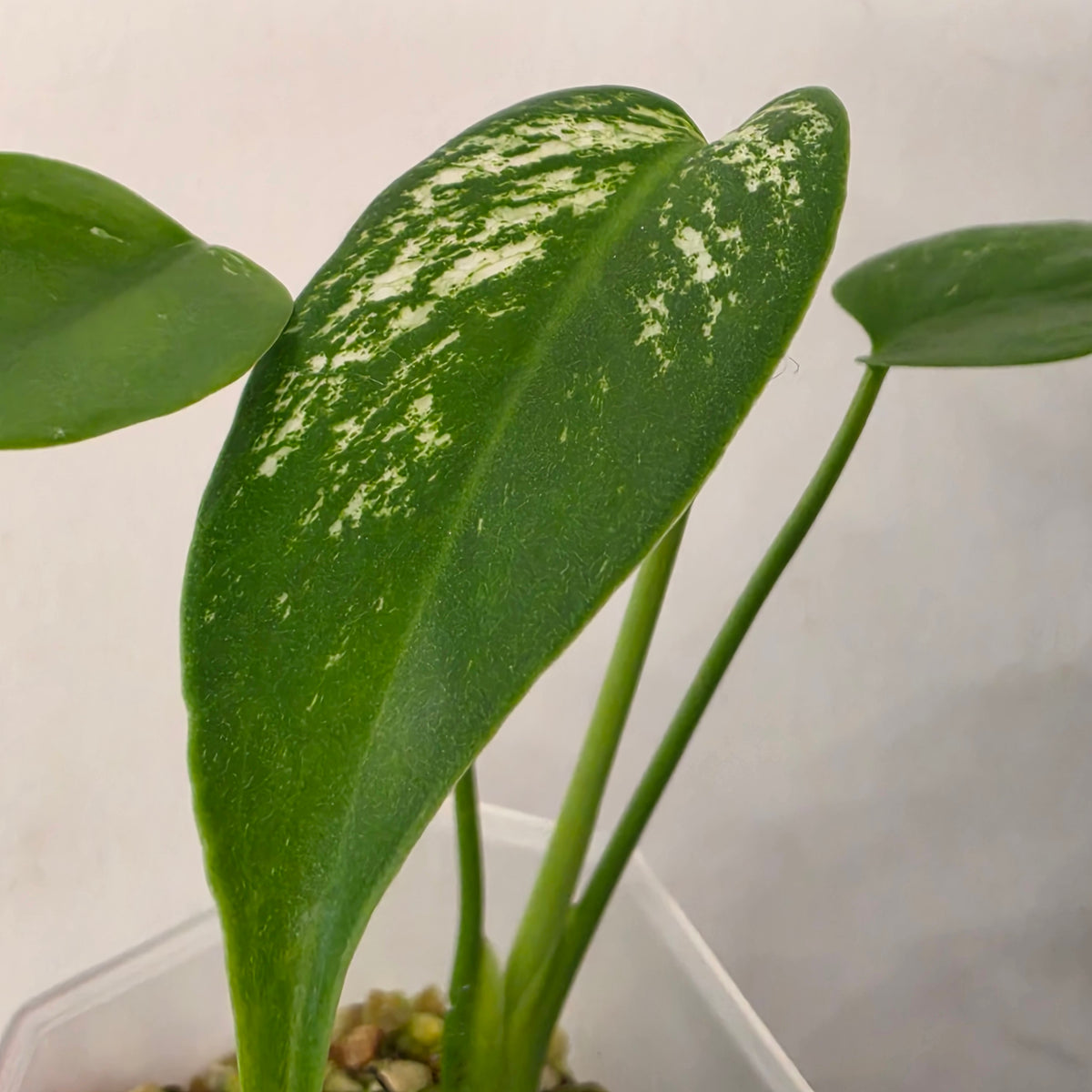 Monstera Devil Variegated – Exact Plant- AB1
