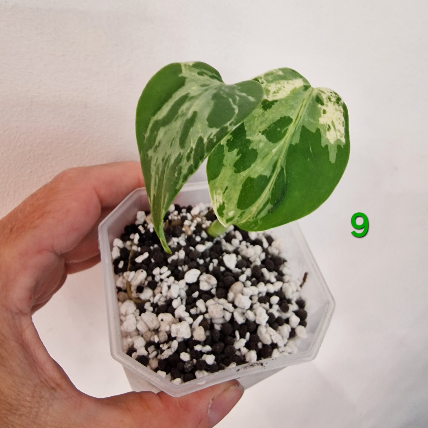 Monstera Bulbasaur 7cm pot – Choose Your Own