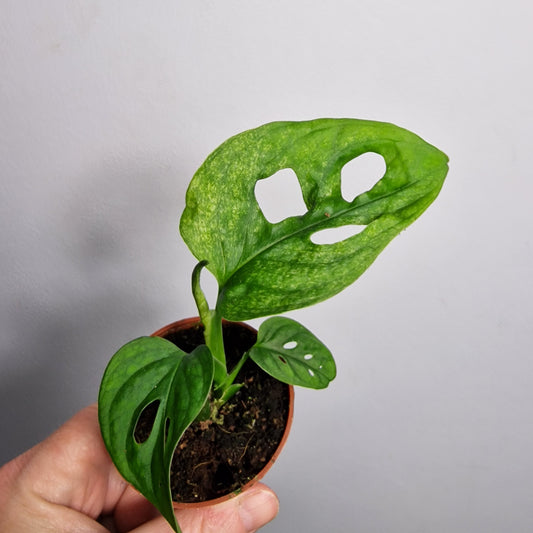 Monstera adansonii Mint (Baby Plant) – 6 cm Pot