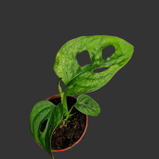 Monstera adansonii Mint (Baby Plant) – 6 cm Pot