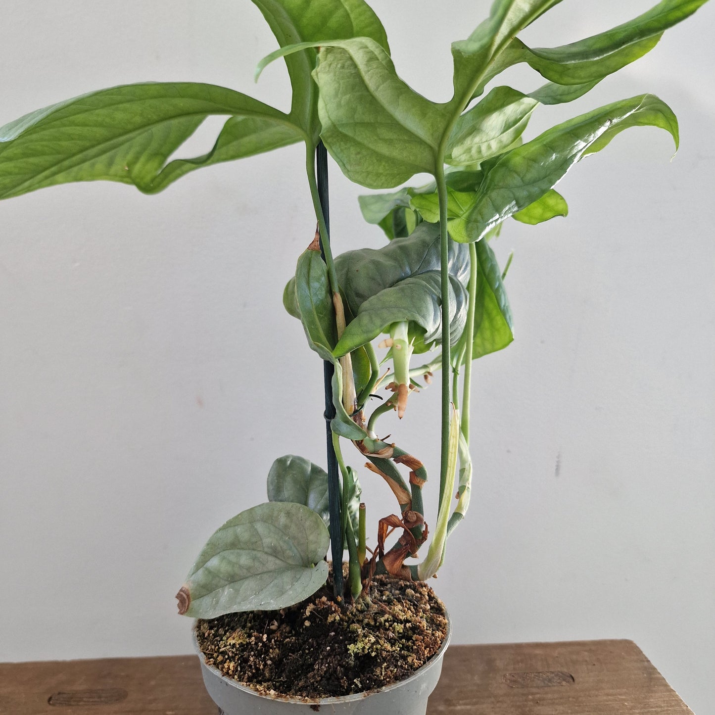 Amydrium Medium Silver – 10cm Pot