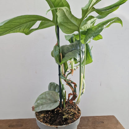 Amydrium Medium Silver – 10cm Pot