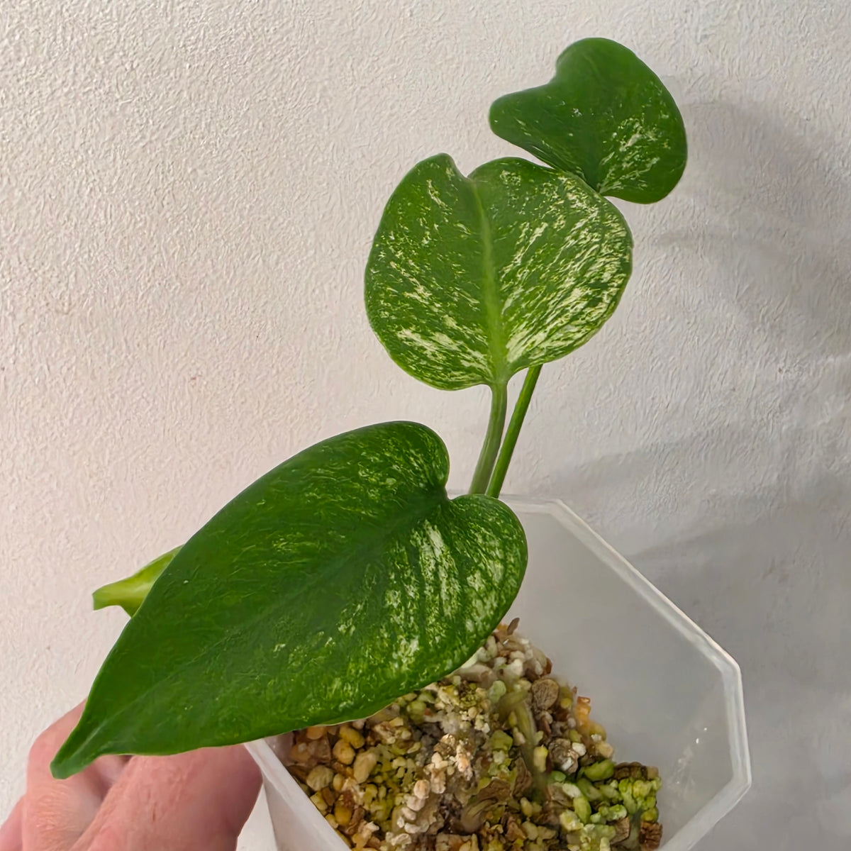 Monstera Devil Variegated – Exact Plant- AB3