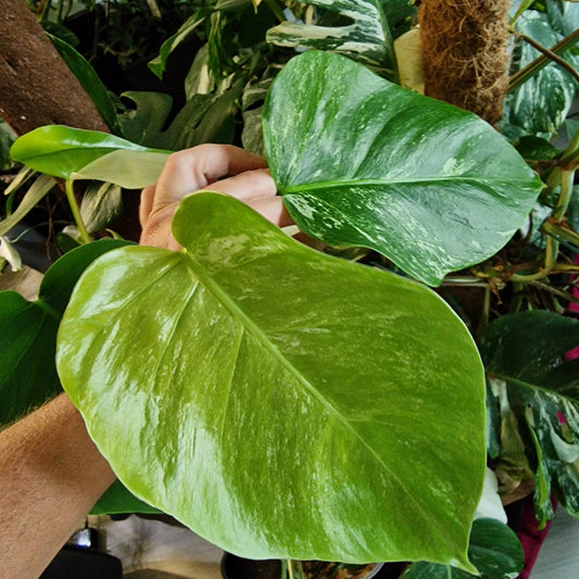Monstera Albo Top Cutting (1)