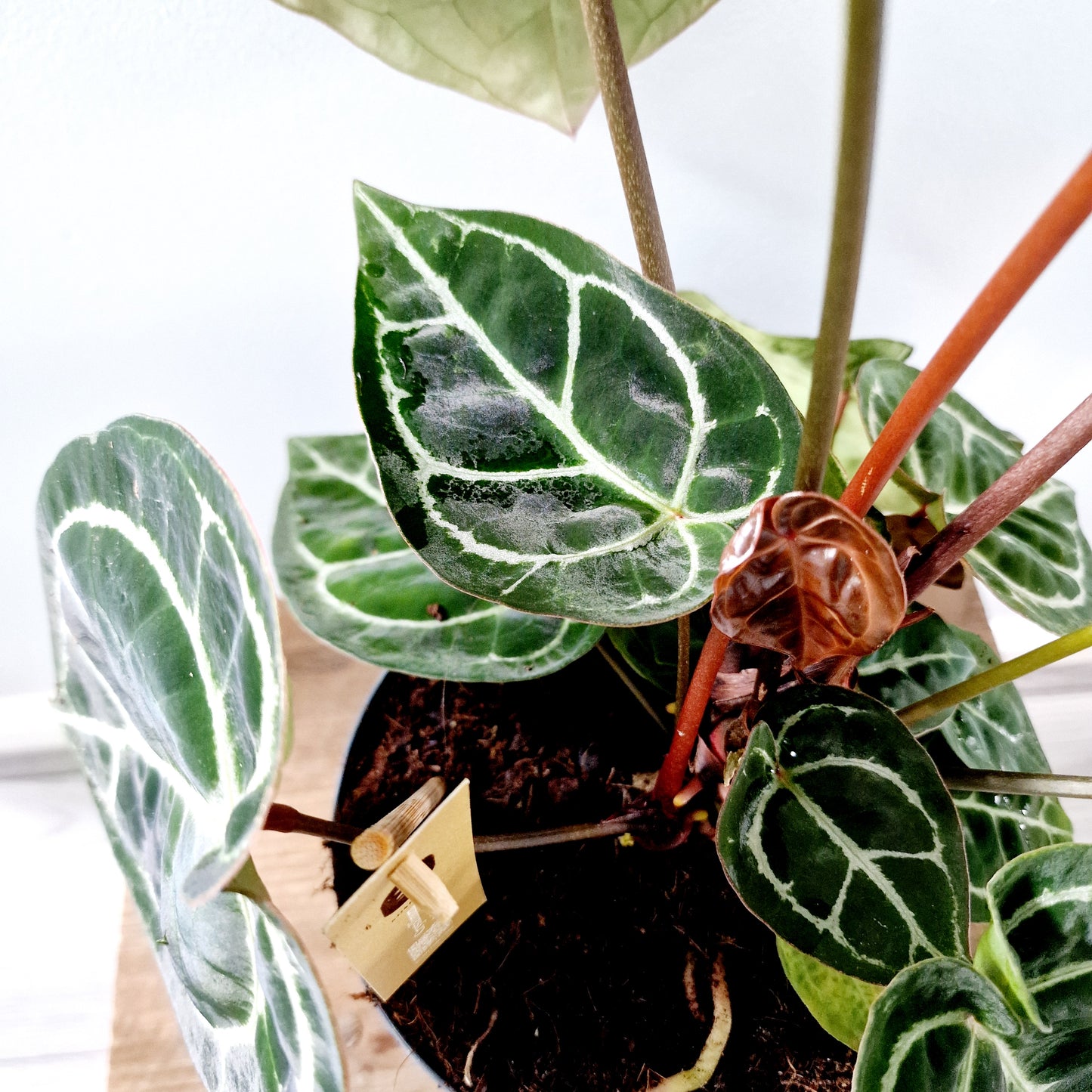 Anthurium Crystallinum x Karma Crystal Hybrid (multiple growing together) Houseplant 17cm pot (2)