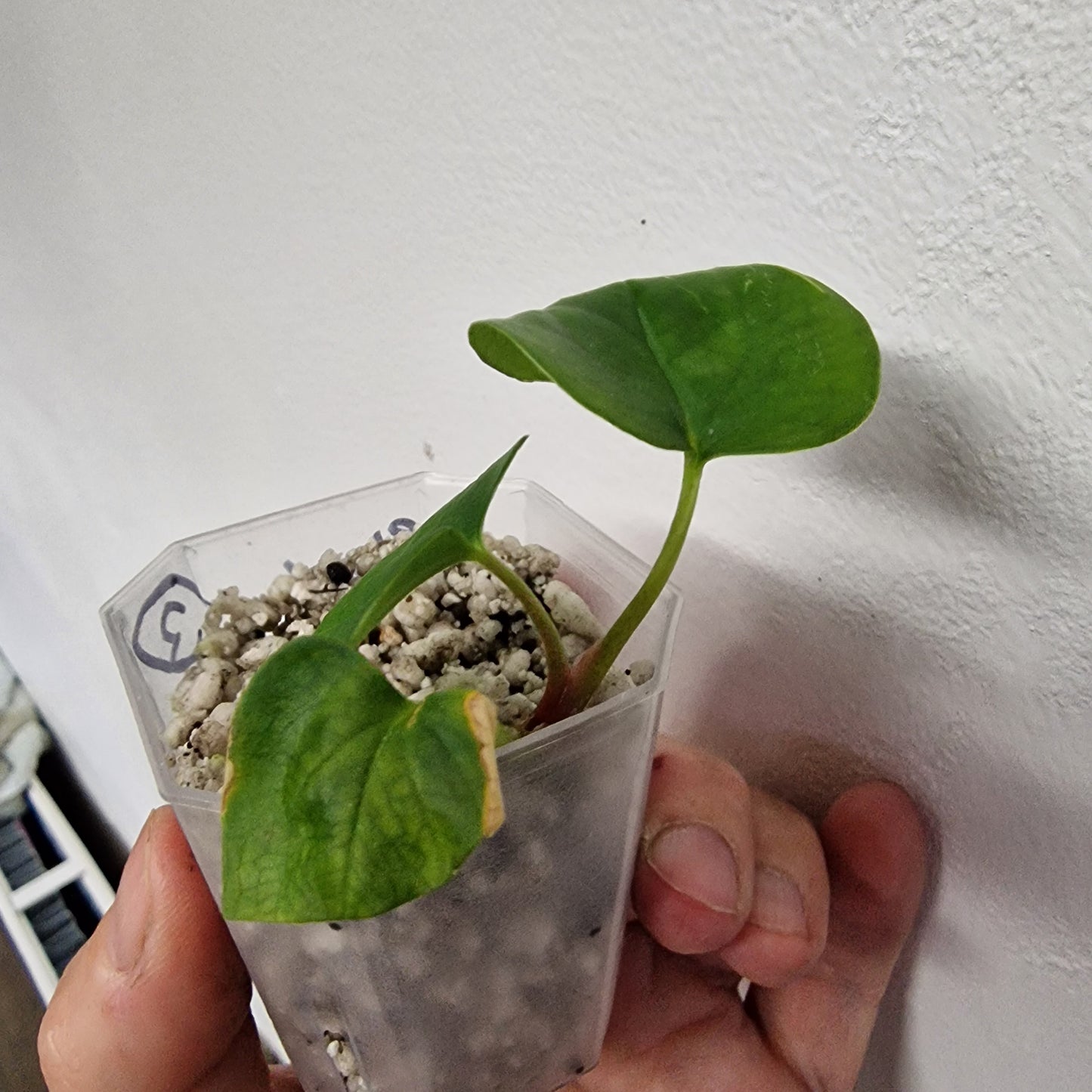 Anthurium Black Magic exact plant (#3)